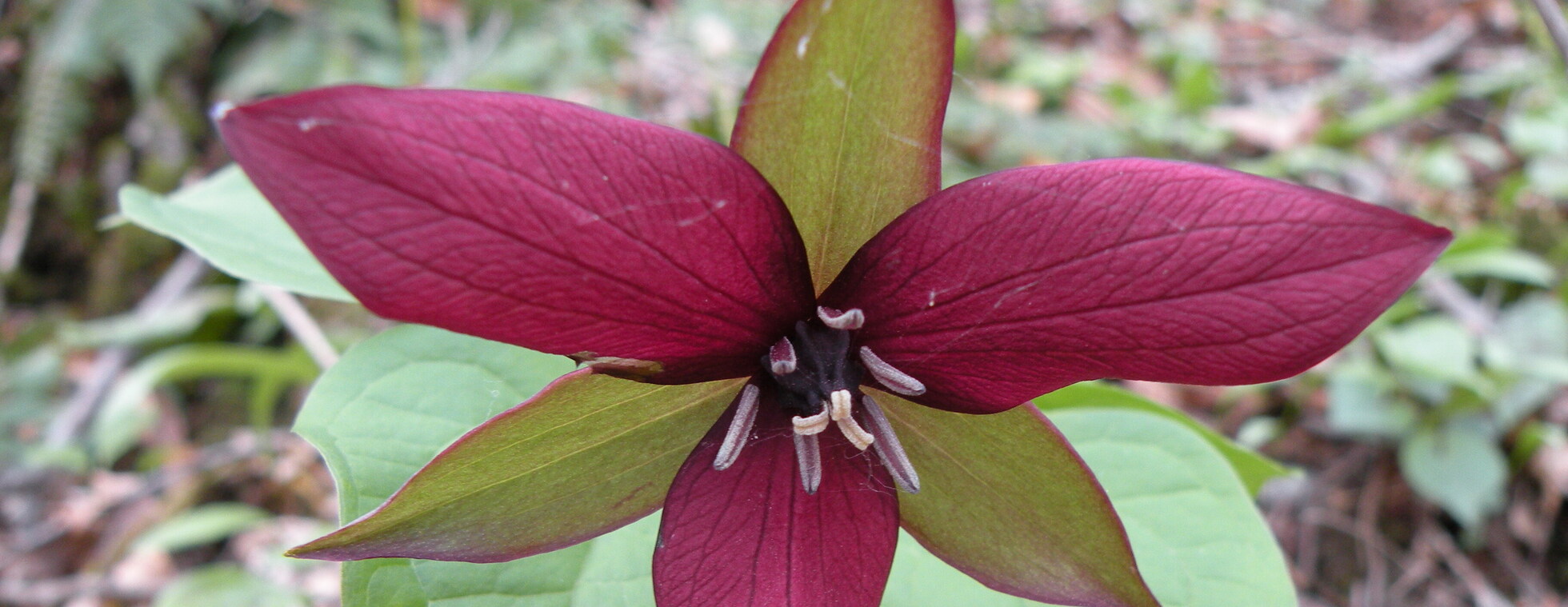 Spring Wildflower Hike
